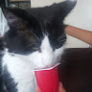 Meet your Posher, Boris